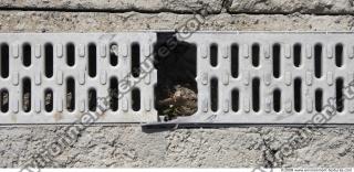 Ground Sewer Grate 0017