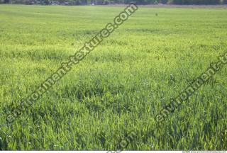 Photo Texture of Grass