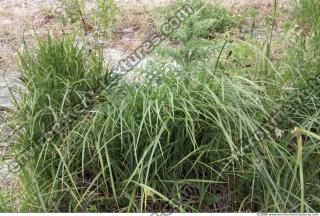 Photo Texture of Grass Tall 