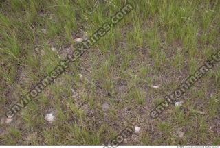 Photo Texture of Grass 