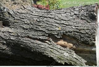 Trees Bark 0003