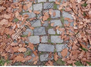 Photo Texture of Overgrown Floor