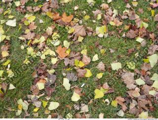 Photo Texture of Leaves Dead