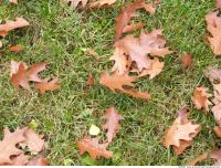 Photo Texture of Leaves Dead