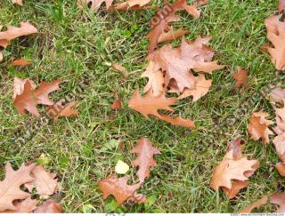 Photo Texture of Leaves Dead