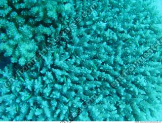 Inspiration Coral 0030