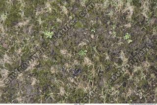 Photo Texture of Grass Dead