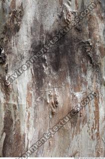 Trees Bark 0011