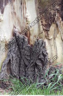 Trees Bark 0007