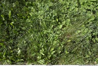 Photo Texture of Grass