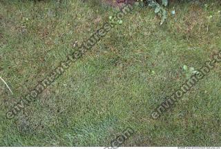 Photo Texture of Grass