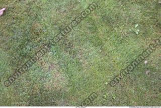 Photo Texture of Grass