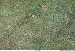 Photo Texture of Grass