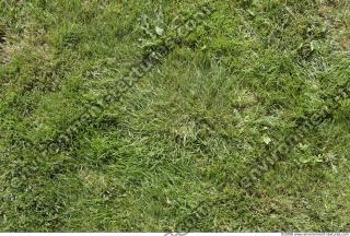 Photo Texture of Grass