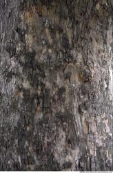 Tree Bark