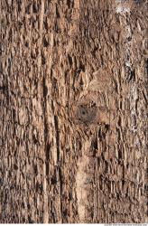 Rough Wood