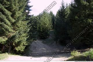 Photo Textures of Background Forest