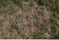 Photo Texture of Grass Dead