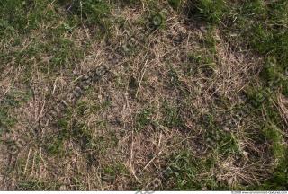 Photo Texture of Grass Dead