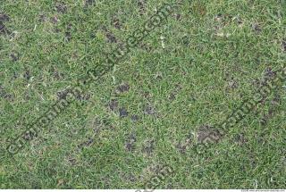 Photo Texture of Grass