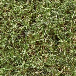 Seamless Grass