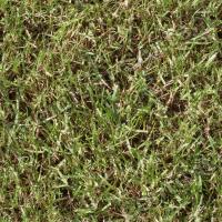 Seamless Grass 0015