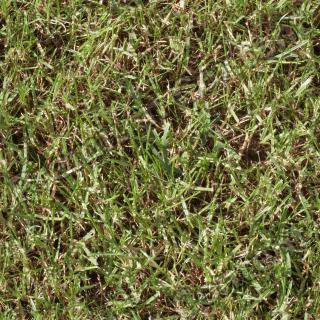 Seamless Grass 0015