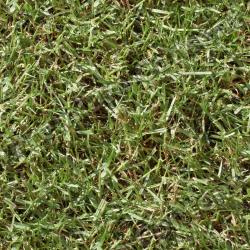 Seamless Grass