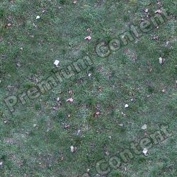 Seamless Grass