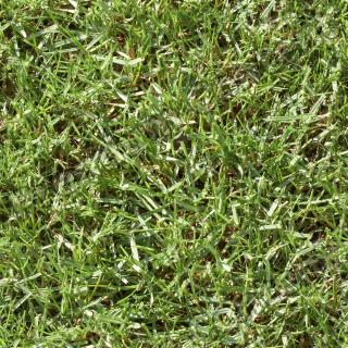 Seamless Grass 0010