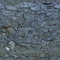 Seamless Bark