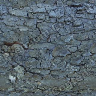 Seamless Bark 0002