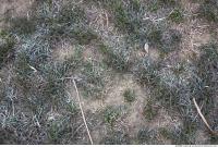 Photo Texture of Grass 