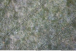 Photo Texture of Grass