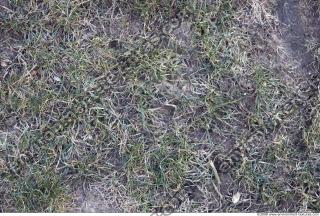 Photo Texture of Grass