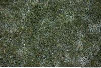 Photo Texture of Grass