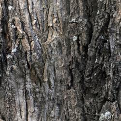 Seamless Bark