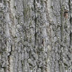 Seamless Bark