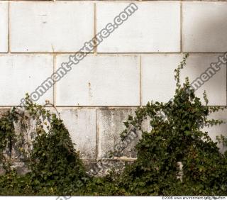 Walls Hedge 0005