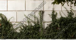 Walls Hedge 0004