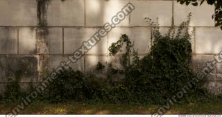 Walls Hedge 0001