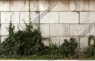 Walls Hedge 0003