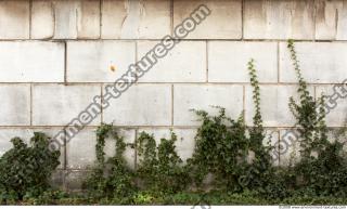 Walls Hedge 0002