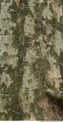 Tree Bark