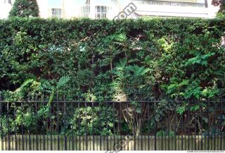 Walls Hedge 0103