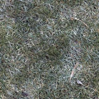 seamless grass frozen