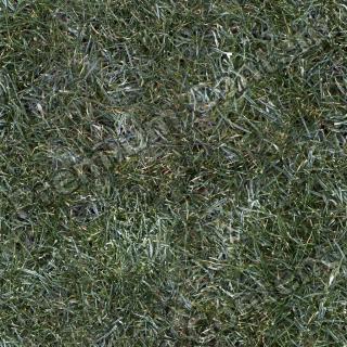 Seamless Grass