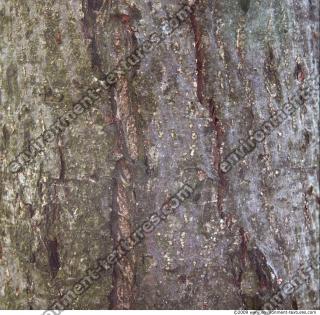 Trees Bark 0014