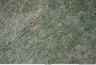 Photo Texture of Grass