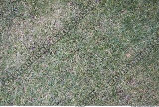 Photo Texture of Grass 